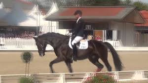 Olympische spiele 2020 tokio (jpn) | dressur. Abegglen Fh Marcus Hermes Kleines Finale 6j Dressurpferde Bucha 2016 Youtube