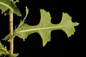 Image result for Lactuca ugandensis
