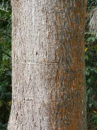 Image result for Erythrophleum