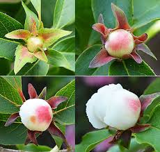 Image result for Stemodia serrata