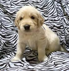 Maybe you would like to learn more about one of these? Sugardoodle Style Goldendoodle Puppies English Creme Goldendoodles For Sale In Manitowoc Wisconsin Classified Americanlisted Com