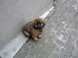 Is This A Leonberger Puppy No Idea But Omg 3333 Fluffy Dogs Leonberger Puppy Puppies