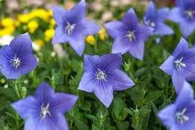 Bring your garden's beauty indoors. Longest Lived Perennial Flowers