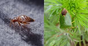 Comme la punaise diabolique, elle se nourrit de la sève des plantes grâce à un rostre qui lui permet de perforer le végétal.puisqu'elles ne piquent pas, les punaises peuvent être manipulées à la main (en utilisant une feuille de papier par exemple) pour les faire sortir.au printemps, sa reproduction rapide la rend particulièrement présente dans les jardins et on compte de plus en. Punaises 8 Astuces Naturelles Pour S En Debarrasser Au Jardin Et A La Maison