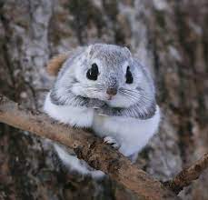 Japanese Dwarf Flying Squirrel Cute Squirrel Cute Baby Animals Animals