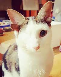 Rescue Kitty With 4 Ears And One Eye Escapes Misery After Finding His Forever Home Cute Baby Animals Cute Animals Cats And Kittens