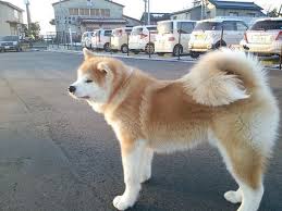 Milyezhivotnye Zhivotnye Moislabosti Akita Dog Japanese Akita Japanese Dogs