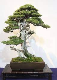 It S Kokufu Time Bonsai Bark Bonsai Tree Care Indoor Bonsai Tree Bonsai Tree