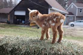 Please Enjoy This Video Of 10 Baby Goats In Pyjamas