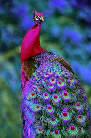 Tavuskusu They Don T Come In These Colors Only Blue Green But It S Pretty Guzel Kuslar Hayvan Resimleri Ve Resim