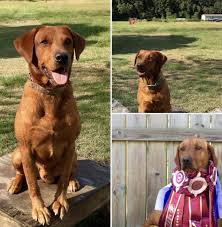 Our focus is on the english lab breed. Champion Fox Red British Lab Puppies For Sale Louisiana Sportsman Classifieds La