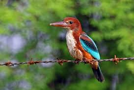 Mumbai's green lungs | ESPNcricinfo