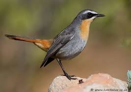 Small Wild Birds Of South Africa Top 25 Wild Bird Photographs Of The Week 10 Wild Birds Photography Bird Photography South African Birds