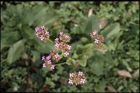 Image result for Kalanchoe crenata