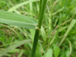 Image result for Polystachya bennettiana