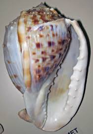 Cassis Tessellata (West African Helmet Snail) 2 | Cassis Tes… | Flickr