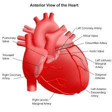 Arteries are made up of several layers, which include a. About The Heart And Blood Vessels