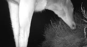 Hidden Wildlife On Salt Creek