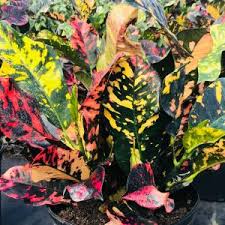 Image result for Croton gossweileri