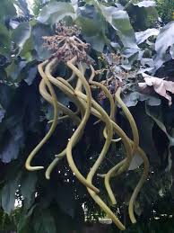 Image result for Fernandoa