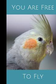 Home » coloring pages » 52 perfect cockatiel coloring pages. You Are Free To Fly Anxiety Journal And Coloring Book 6x9 90 Pages Positive Affirmations Mandala Coloring Book Charts Cockatiel Bird Cover Stationary Positivevibes 9781706595007 Amazon Com Books