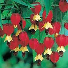 Plant Of The Day Abutilon Chinese Bell Flower Chinese Lantern Mallow Chinese Lanterns Plant Shade Flowers Flowers Perennials