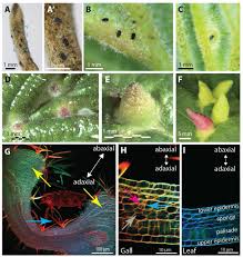 Quicktsi provides list of trucking companies in hazel green, alabama. A Novel Family Of Secreted Proteins Linked To Plant Gall Development Biorxiv