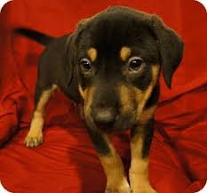 These rottweiler puppies located in michigan come from different cities, including, fife lake, detroit. Detroit Mi Rottweiler Shepherd Unknown Type Mix Meet Bronco A Puppy For Adoption Puppy Adoption Rottweiler Mix Rottweiler