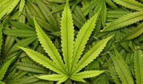Unii au pus dezbaterea pe tapet în scop electoral, alţii în scop recreaţional, medical, pe motiv de lipsă de creativitate, cert este că până. Un An De La Legalizarea Marijuanei In Canada Miliarde De Dolari ContribuÈ›ii La Economie PreÈ›ul Canabisului Legal Este Inca Ridicat PiaÈ›a NeagrÄƒ Ramane RobustÄƒ