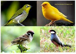 Gambar burung yang langka dan keterangan singkat. Seni Budaya Burung Burung Langka Dengan Keterangan Singkat