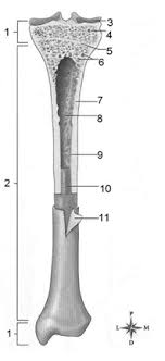 Bone tissue that has pores within it. Unit 5 Bones And Joints Long Bone Labeling Flashcards Quizlet