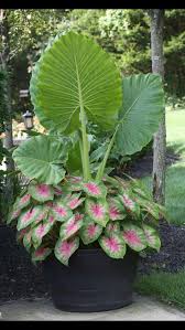 Elephant Ear And Caladium Avec Images Jardins Jardinage En Pots Decoration Jardin