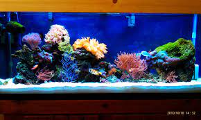 My New 55 Gallon Saltwater Fish Tanks Aquarium Fish Tank Reef Tank