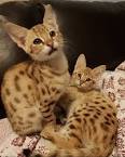 100 of the Best Names for Bengal Cats in 2020