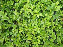 50 Stck Pachysandra Dickmannchen Immergrun Jungpflanzen Winterhart Straucher Garten Winterhart Pflanzen