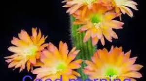 Bhavre Ne Khilaya Phool Phool Ko Le Gaya Rajkumar Youtube 0:55 h d benjo player 3 133 prosmotra. bhavre ne khilaya phool phool ko le