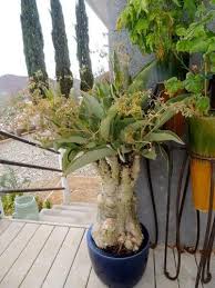 Image result for Cyphostemma barbosae