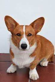 This breed standard for the welsh corgi (cardigan) is the guideline which describes its ideal characteristics, temperament, appearance and colour. Welsh Corgi Cardigan Eigenschaften Und Charakter Hunderasse