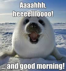 Hello And Good Morning Good Morning Funny Pictures Morning Memes Funny Good Morning Memes