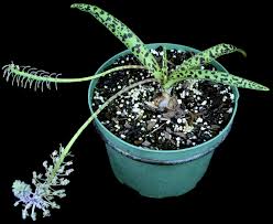 Image result for Ledebouria cordifolia