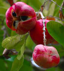 Strange and unusual fruit from around the world. 21 Exotic Fruits Around The World Where When To Eat Them