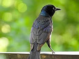But no matter how difficult they are, you can still beat them to the game. When Grackles Don T Leave Birdseed Binoculars