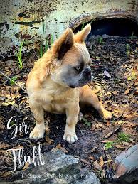 My mom woke me up one morning with the tiniest, fluffiest pomeranian puppy and i was like, oh my god! Fluffy French Bulldogs Top Quality Fluffy French Bulldog Puppies For Sale