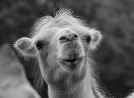 Especially since we will all let the camel into the tent at some point—and when and how we do it should be a deliberate choice. How To Start That Big Project Or How To Get The Camel To Stick His Nose Under Your Tent Sally Fox