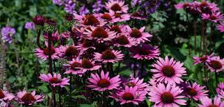 Er soll einladend wirken, rund ums jahr schön aussehen, pflegeleicht und unverwechselbar sein. Vorgarten Gestalten Ideen Fur Den Traumgarten