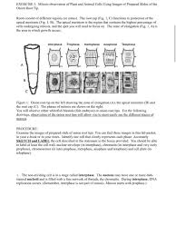 We did not find results for: Exercise 1 Mitosis Observation Of Plant And Animal Chegg Com