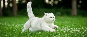 Cins Kedi Almaniz Icin 10 Neden Suzionline