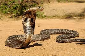 Sri Lankan Wildlife King Cobra Snake Cobra Snake Snake Images
