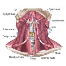 We hope this picture head and neck muscles diagram can help you study and research. Extrinsic Muscles Neck View Download Images