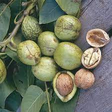 Can supply a selection of fruit trees varieties. Buy Walnut Trees Juglans Regia Broadview Tree Online Marshalls
